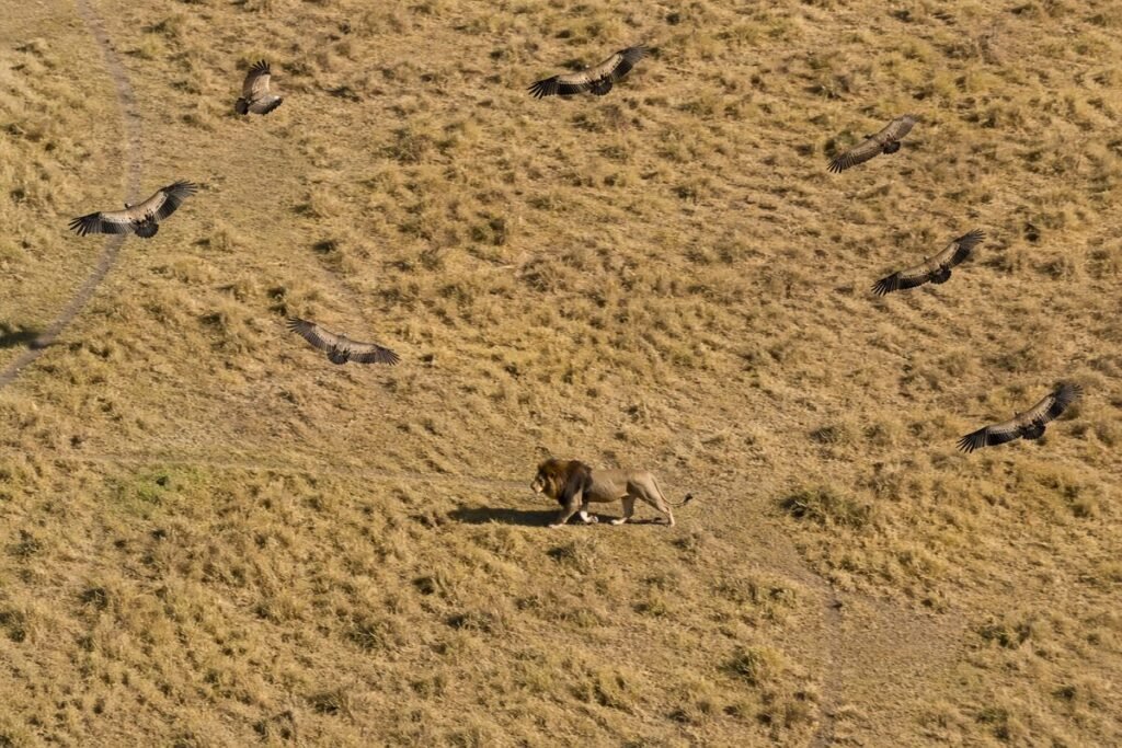 Vultures circling a moving lion from above, not attacking because it is still active and strong
