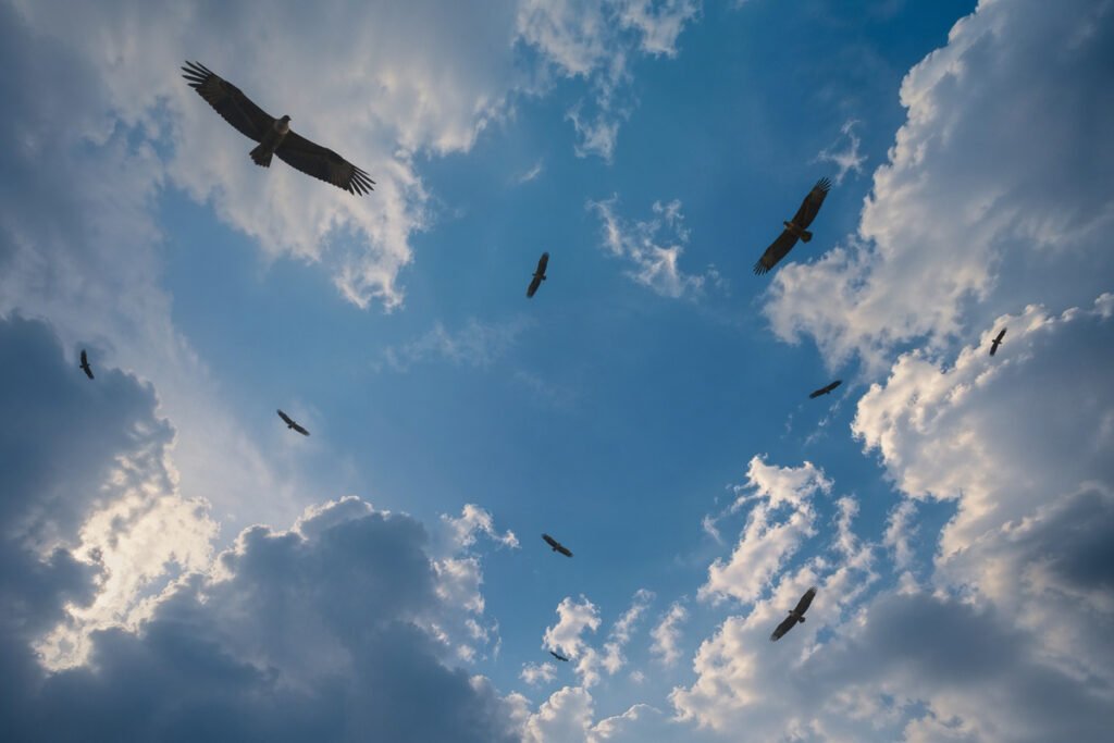 Vultures circling in the sky from a first-person view, waiting and observing from above